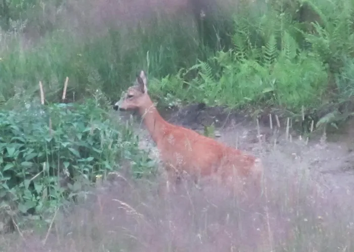 Hostel Osrodek Narciarski Stozek Witold Pruski *